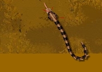 เกมส์งูกินหนู (Python)