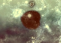 เกมส์ริมโบกระโดดเก็บของ (Limbo)